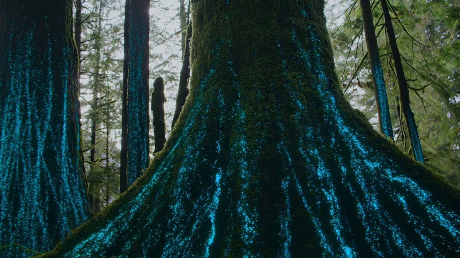 Netflix' Our Living World: Überall auf ihrer dünnen grün-blauen Hülle pulsiert das Leben auf der Erde.