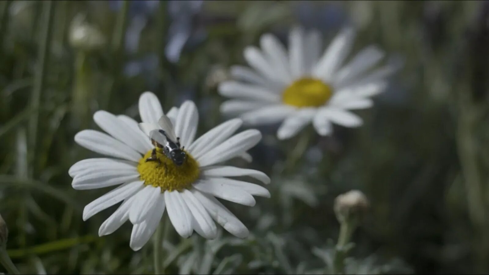 Die echten Robo-Bienen sind zum Glück friedlicher als in Black Mirror.