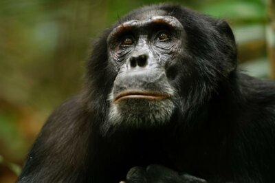Ein Bild eines Schimpansen aus der neuen Netflix-Doku "Im Reich der Schimpansen".